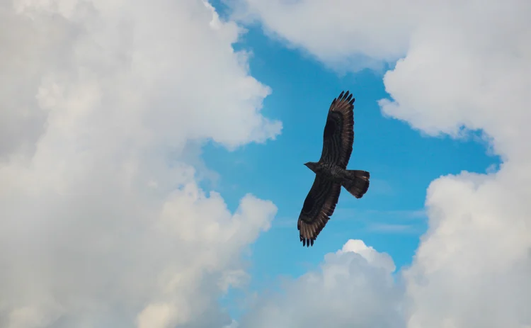 eagle-cloud