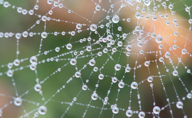 spider web